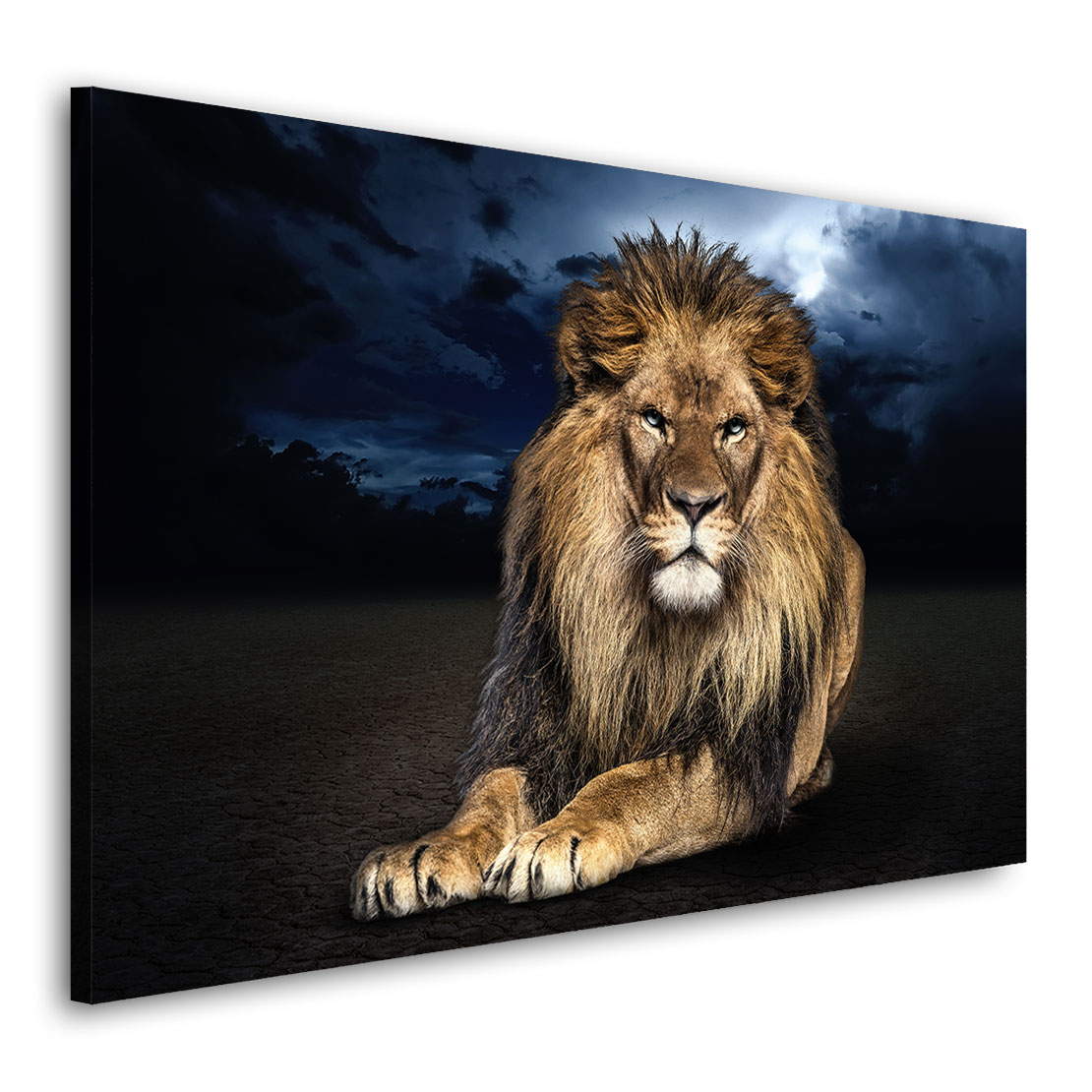 Wandbild Leinwandbild LÃ¶we Blue Eyes