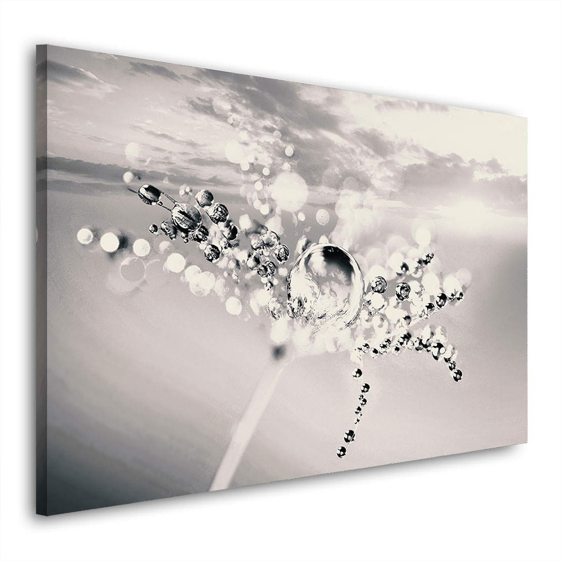 Wandbild Leinwandbild Pusteblume Löwenzahn